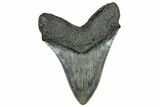 Serrated, Fossil Megalodon Tooth - South Carolina #328976-2